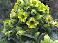 Nicotiana rustica 1, Boerentabak, Saxifraga-Rutger Barendse